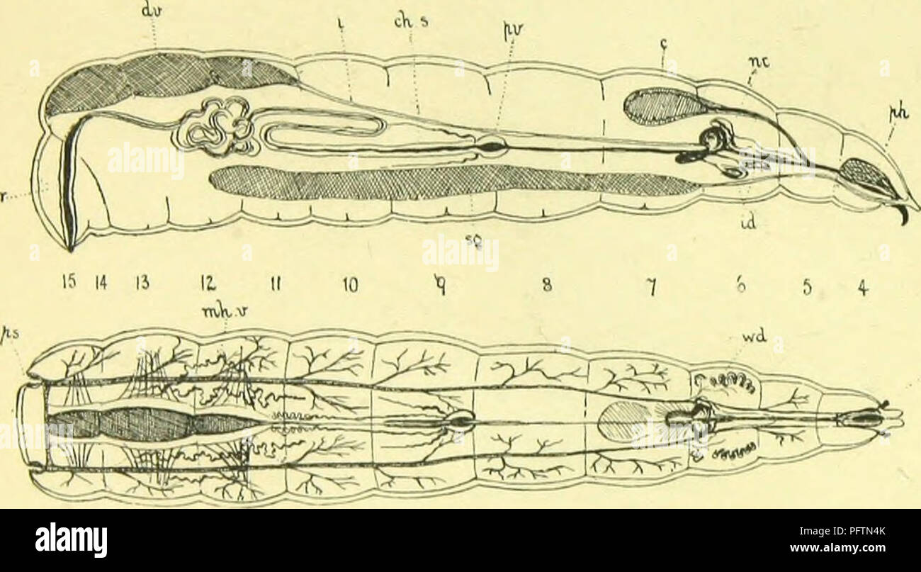 . L'anatomie, la physiologie, la morphologie et le développement de la voler (Calliphora erythrocephala.) Une étude comparative de l'anatomie et la morphologie des insectes ; avec des plaques et des illustrations réalisées directement à partir des dessins de l'auteur ;. Calliphoridés. 46 LA LARVE DE LA MOUCHE. Les muscles dilatateurs de l'œsophage sont insérés dans le milieu de la partie inférieure de la paroi du pharynx, des sinus, la epipharynx et par leur dilater la contraction du tube alimentaire, de sorte que l'aliment est sucé dans elle. Quand ils vous détendre c'est appuyée sur l'h3popharynx par son élasticité, comme le piston d'une pompe ; par cette Banque D'Images