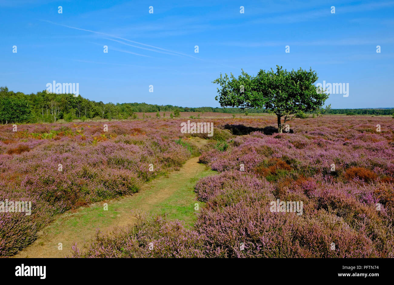 Le roydon, commune West Norfolk, Angleterre Banque D'Images