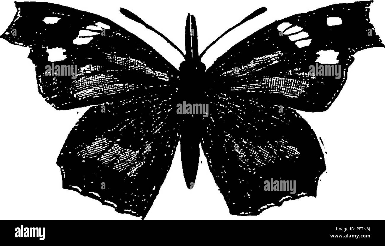 . Un manuel pour l'étude des insectes. Les insectes. 39^ L'ÉTUDE DES INSECTES. C'est le plus grand de la famille des papillons. Non seulement elle surpasse les autres familles de nombre d'espèces, mais il contient un plus grand nombre et la variété des formes de sélection, et aussi une plus grande proportion de l'espèce de papillons familiers à chaque observateur d'insectes. Il peut être dans n'importe quelle localité une ou deux espèces de jaunes ou de blancs plus abondant, mais le plus grand nombre d'espèces communément ob- servi à quatre pattes sont les papillons. Cinq sous-familles de Nymphalidae sont représentés au sein de notre faune. Ces peuvent être sep Banque D'Images