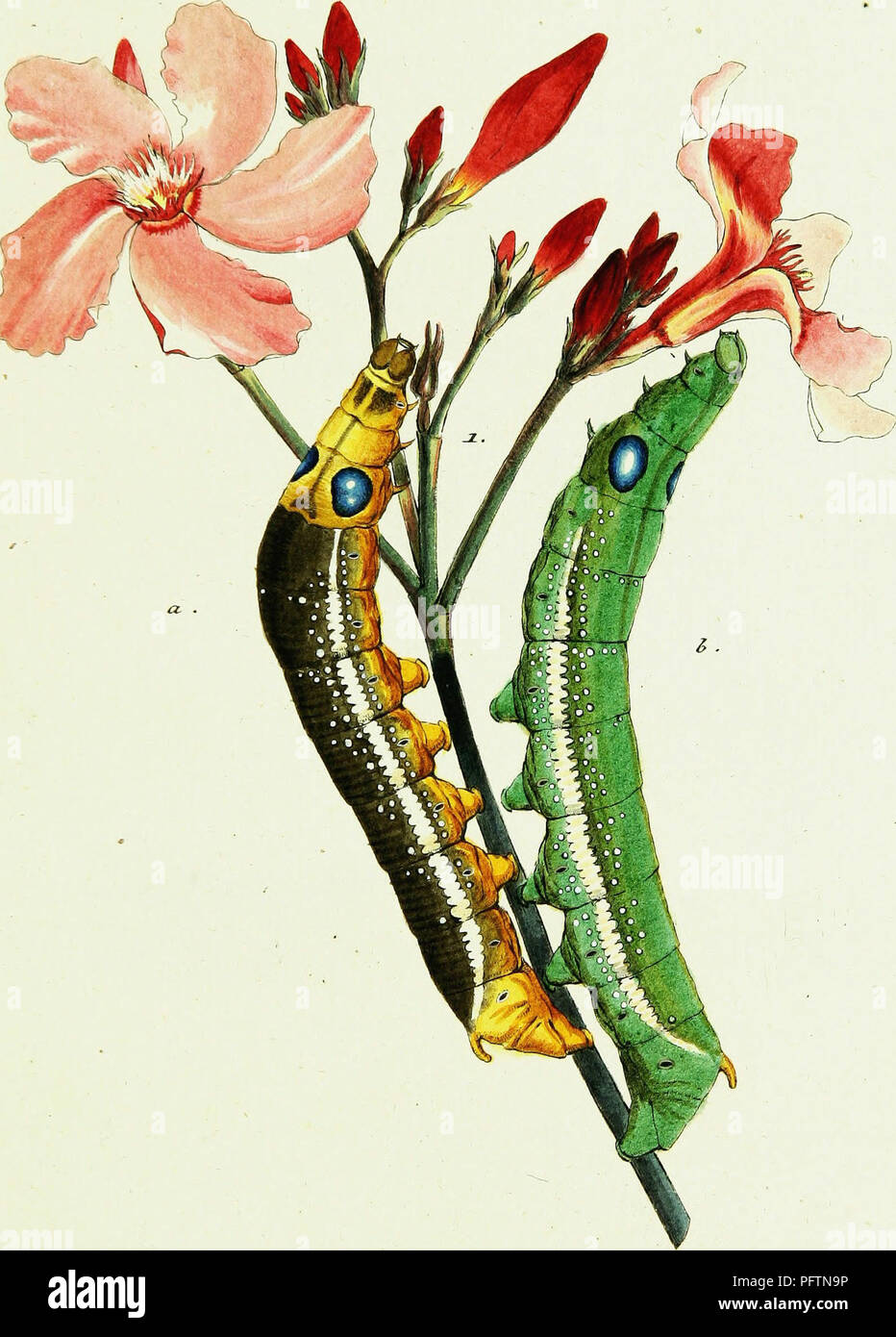 Cet ouvrage de Jacob Hübner explore l’histoire et la classification des papillons européens, documentant diverses espèces et leur histoire naturelle. Les illustrations fournissent des représentations détaillées de ces insectes dans leurs habitats naturels. Banque D'Images