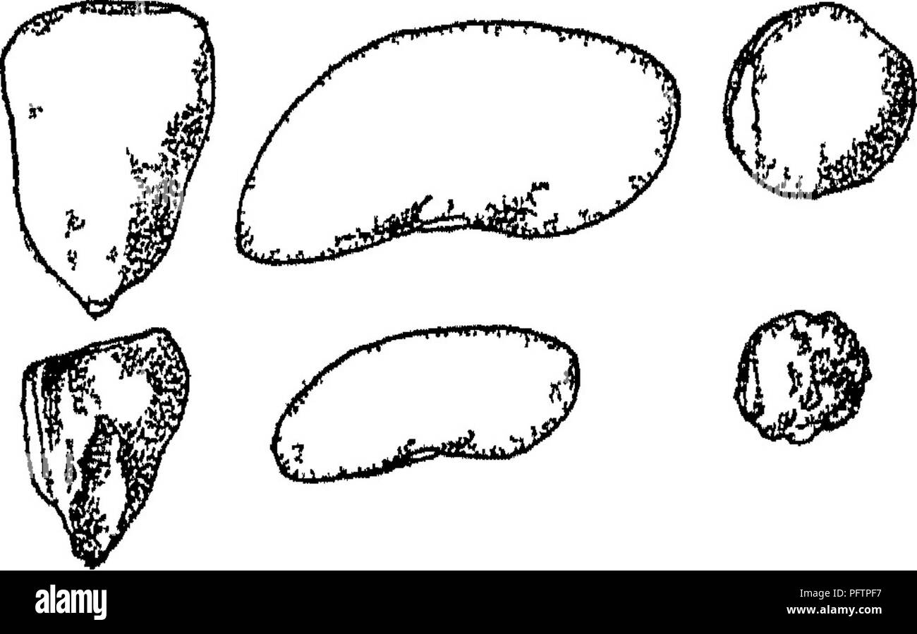 . Bactériologie agricoles ; une étude de la relation de Bagnères-de-vie à la ferme, avec des expériences en laboratoire pour les étudiants, les micro-organismes du sol, les engrais, les eaux usées, l'eau, les produits laitiers, divers produits agricoles et des maladies des animaux et des plantes. Bactériologie, de l'agriculture. 22&amp ; l'alcool, le vinaigre, SAUER KRAUT, le tabac, l'ensilage, le lin de différentes manières, mais peut mieux être considérée sous deux chefs- (i) l'agence de micro-organismes dans la préparation de la récolte. (2) Les méthodes de protection de la récolte de l'attaque de mis- chievous organismes vivants dans une certaine mesure, les deux sujets de plus-. FiG 45-Showi Banque D'Images