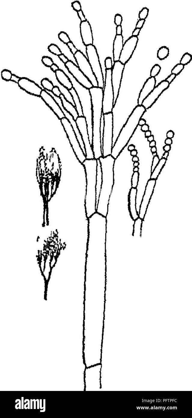 . Bactériologie agricoles ; une étude de la relation de Bagnères-de-vie à la ferme, avec des expériences en laboratoire pour les étudiants, les micro-organismes du sol, les engrais, les eaux usées, l'eau, les produits laitiers, divers produits agricoles et des maladies des animaux et des plantes. Bactériologie, de l'agriculture. oUJc JtlJl« JDoJiO X L.^ ^ -L Ces bactéries se développer dans le lait avant l'ajout de la présure, bien que le lait n'est pas autorisé à devenir très sour avant le caillage. Mais ils continuent à se développer pendant le caillage et pour un jour ou deux après le fromage est fait. Si par hasard les bactéries lactiques ne parviennent pas à développer Banque D'Images