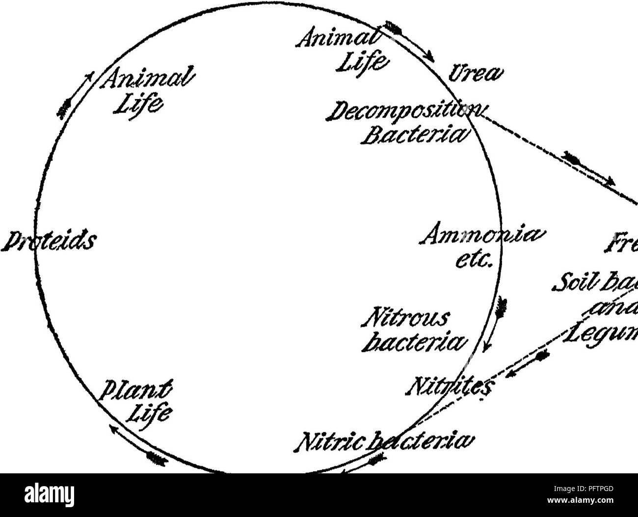 . Bactériologie agricoles ; une étude de la relation de Bagnères-de-vie à la ferme, avec des expériences en laboratoire pour les étudiants, les micro-organismes du sol, les engrais, les eaux usées, l'eau, les produits laitiers, divers produits agricoles et des maladies des animaux et des plantes. Bactériologie, de l'agriculture. 98 Récupération d'azote perdue le sol, ou ailleurs, par le biais de la décomposition il permet enfin l'azote pour faire passer comme une essence gratuite Inscrivez-vous à la nature inépuisable dans l'air. Il est tout à fait nécessaire pour le maintien de la fertilité des sols que ce matériel perdu doit être restauré. Nos terres agricoles deviennent lentement dans Banque D'Images