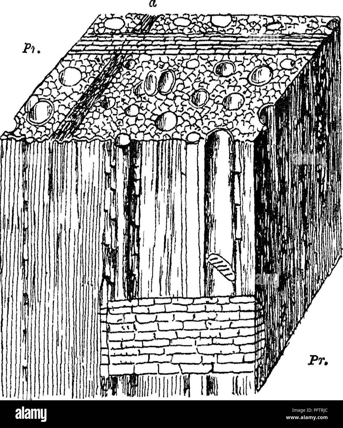 Ce manuel propose une étude approfondie des types de bois utilisés dans le commerce, en particulier le bois des arbres à feuilles larges. Il traite de la composition du bois, y compris les vaisseaux, les trachéides et les cellules fibreuses, et de ses utilisations industrielles dans la construction et la fabrication. Ce livre est essentiel pour comprendre les propriétés du bois et ses applications dans diverses industries. Banque D'Images