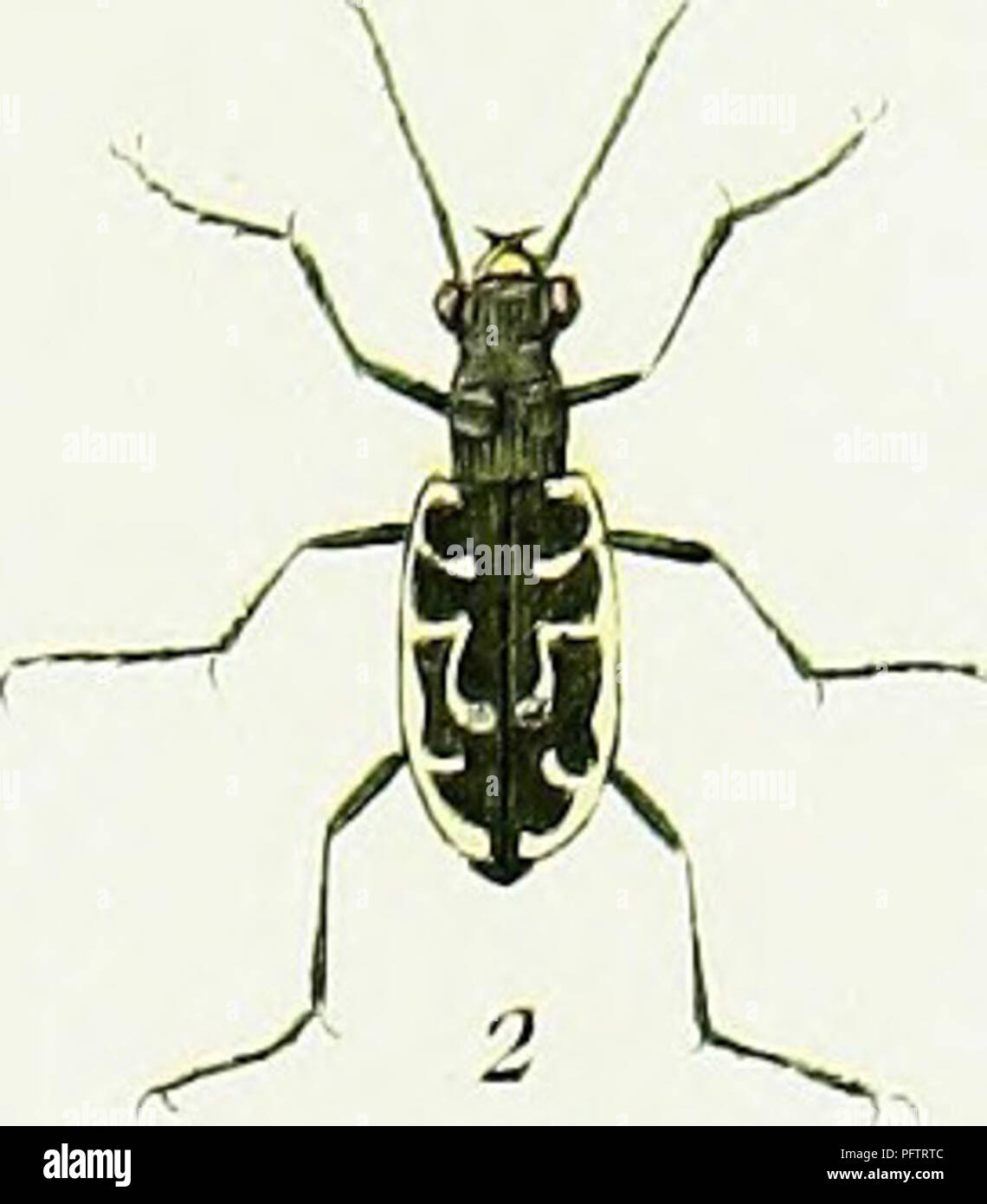 Cet ouvrage de Pierre François Marie Auguste Dejean donne un aperçu complet des espèces de coléoptères d'Europe, combinant des illustrations détaillées et des descriptions de leur histoire naturelle. Il comprend des informations sur l'entomologie des coléoptères, leur comportement et leur classification. Publié au début du XIXe siècle, il est une référence essentielle pour l'identification et l'étude des coléoptères. Banque D'Images