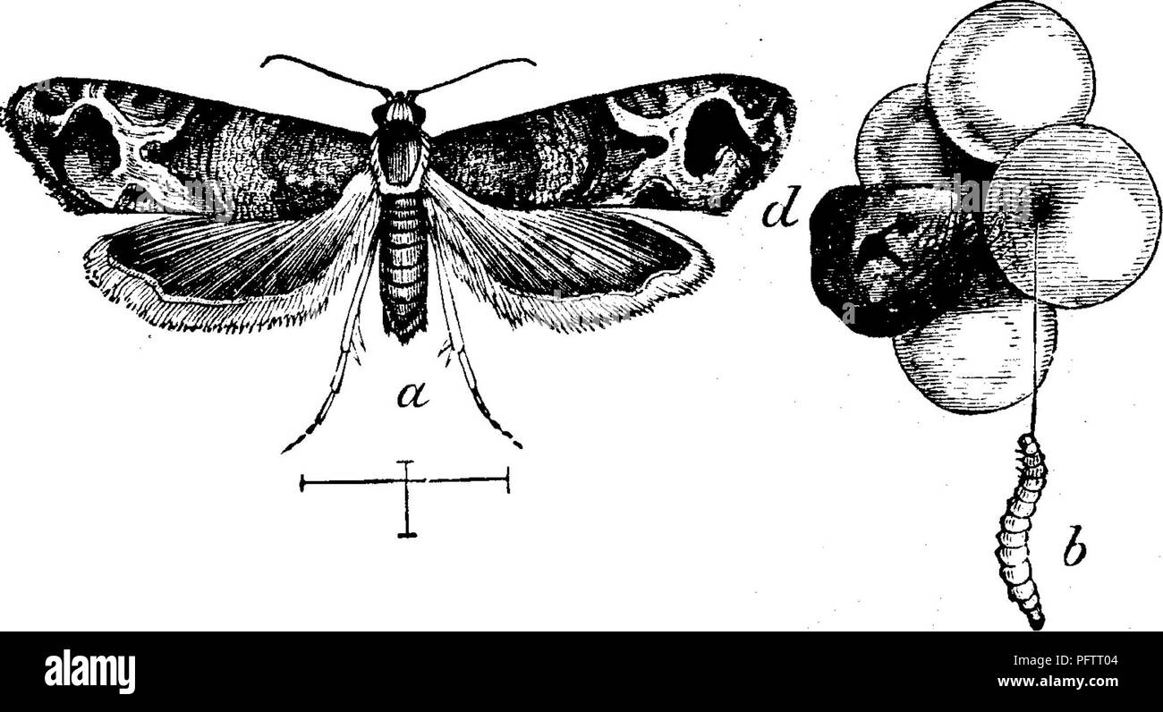 . Les insectes nuisibles pour les fruits. Illustré de quatre cent quarante coupes de bois. Les insectes nuisibles. 298 LES INSECTES NUISIBLES À LA VIGNE. pédicelle. L'insecte parent dépose ses œufs sur probablement la peau du raisin, et les jeunes larves, dès qu'éclos, perforer la peau et faire leur chemin à la semence, où ils entrent alors qu'il est jeune et doux. Parmi les raisins ont une petite cicatrice sur leur surface,^w hich peut indiquer où l'insecte a pénétré. Ce petit devrait jamais ennemi devenu si gênant que d'exiger une mesure corrective, le mieux que l'on dit, c'est que de la collecte et de détruire soigneusement Banque D'Images