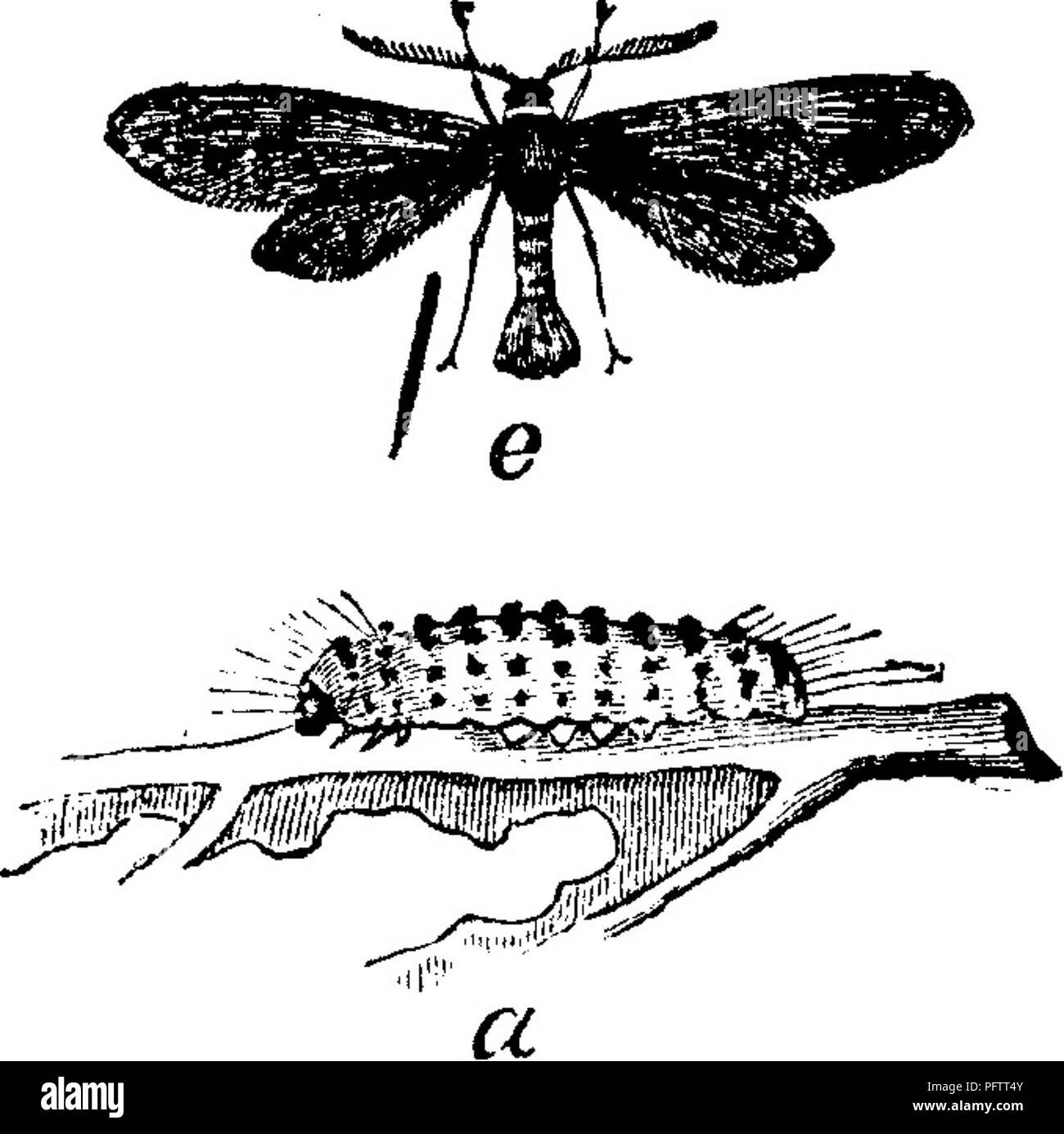 . Les insectes nuisibles pour les fruits. Illustré de quatre cent quarante coupes de bois. Les insectes nuisibles. 266 LES INSECTES NUISIBLES À LA VIGNE.. Veuillez noter que ces images sont extraites de la page numérisée des images qui peuvent avoir été retouchées numériquement pour plus de lisibilité - coloration et l'aspect de ces illustrations ne peut pas parfaitement ressembler à l'œuvre originale.. Saunders, William, 1836-1914. Philadelphie, J. B. Lippincott &AMP ; Co Banque D'Images