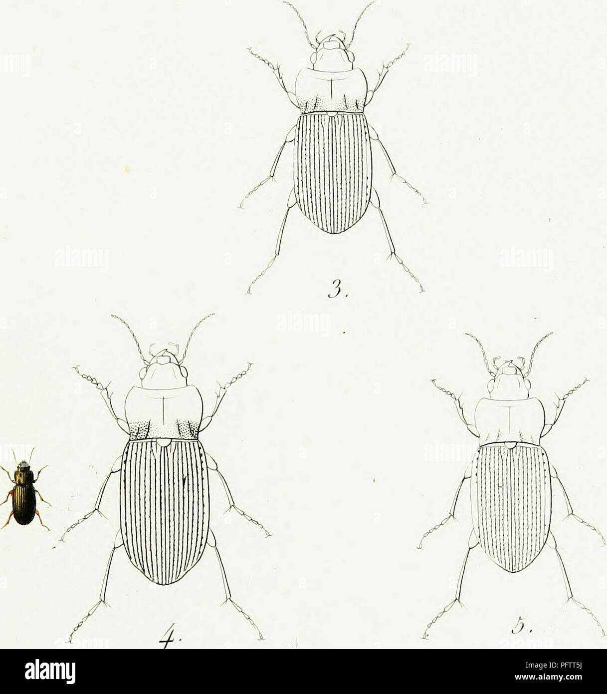 . Iconographie et histoire naturelle des cole ?opte ?res d'Europe ;. Les coléoptères ; Entomologie. *. * 1. A. JNTobilis. 2. A. Cardin. 3. A. Apriearii 4. A. Cren-a ta • 5 CiraicuJiaa Pumaiùr, A. P.,. Jhmréel se.. Veuillez noter que ces images sont extraites de la page numérisée des images qui peuvent avoir été retouchées numériquement pour plus de lisibilité - coloration et l'aspect de ces illustrations ne peut pas parfaitement ressembler à l'œuvre originale.. Dejean, Franc ?ois Pierre Marie Auguste, comte, 1780-1845. Paris, Me ?quignon-Marvis Banque D'Images