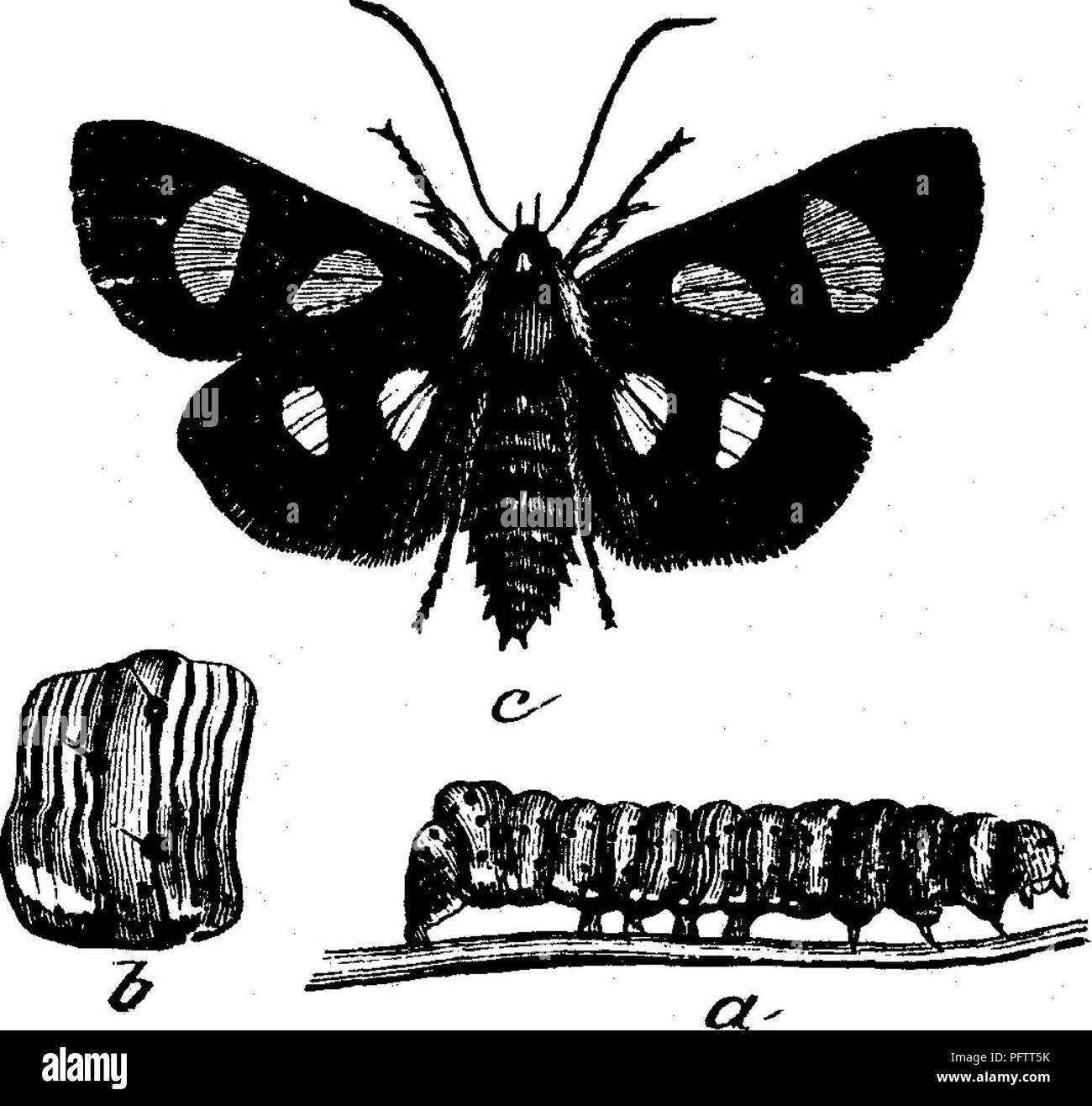 Cette illustration représente un insecte nuisible qui attaque les feuilles des plantes fruitières. La larve se nourrit sur le dessous des feuilles et peut tomber au sol lorsqu'elle est menacée, en utilisant un fil de soie pour retourner à son site d'alimentation. Il se cache souvent pendant la journée dans des feuilles pliées et forme une cellule de terre avant de changer de stade. Banque D'Images