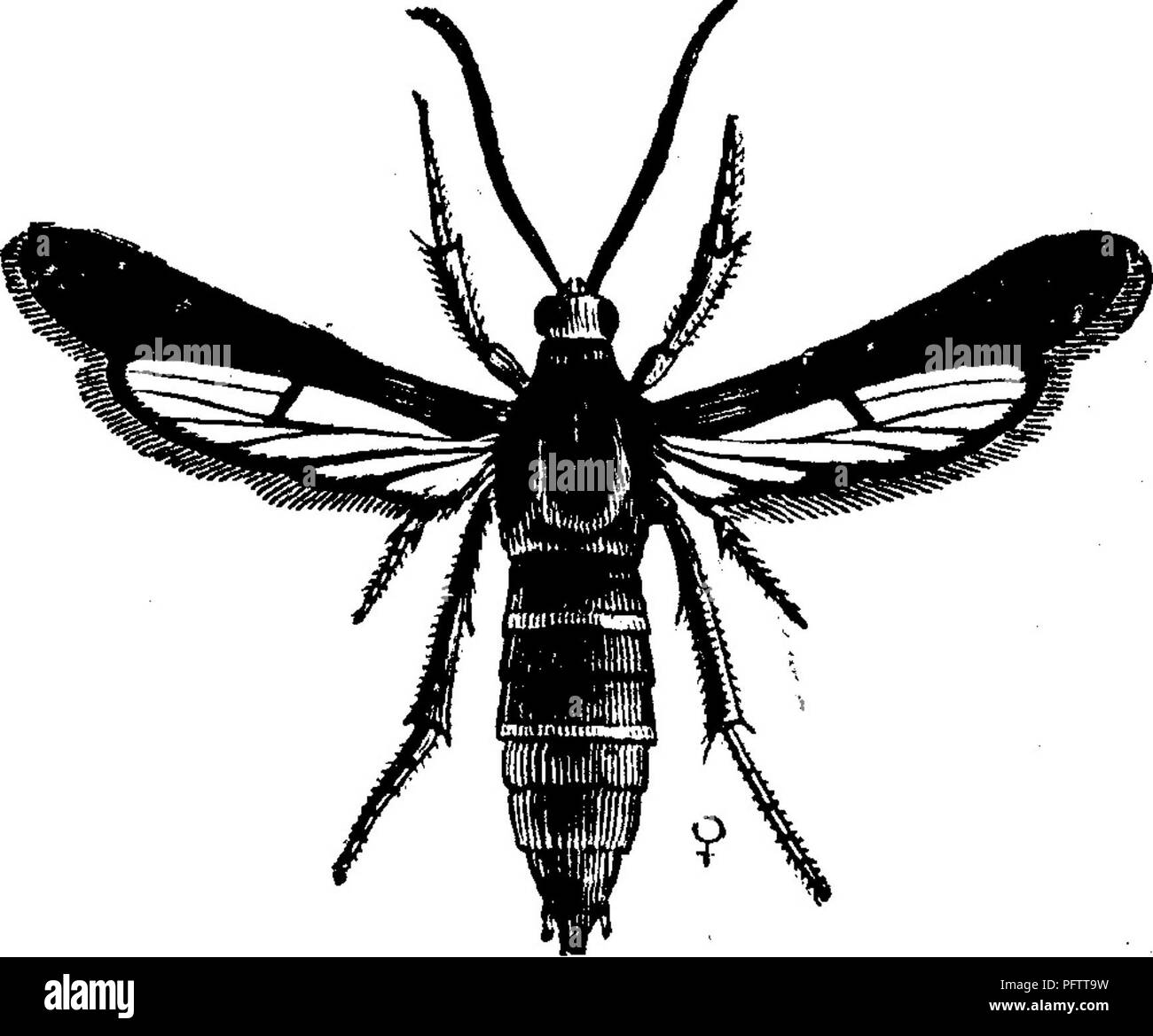 . Les insectes nuisibles pour les fruits. Illustré de quatre cent quarante coupes de bois. Les insectes nuisibles. S'attaquant aux racines. 231 Cet insecte vit dans le milieu, de l'Ouest, et certains États du Sud. Il est dit avoir été extrêmement destructrices en Caroline du Nord pour les raisins sauvages et cultivés, et est déclaré comme aussi préjudiciables au Kentucky. Le papillon ne se trouve dans le sud de la fin de juin à septembre. Il est précisé que la vigne Scuppernong, une variété de la fox grape, Vitis- vulpinay n'est jamais attaqué par l'agrile du frêne ; si ce cette Fig. 238. Fig. 239.. Veuillez noter que ces images un Banque D'Images