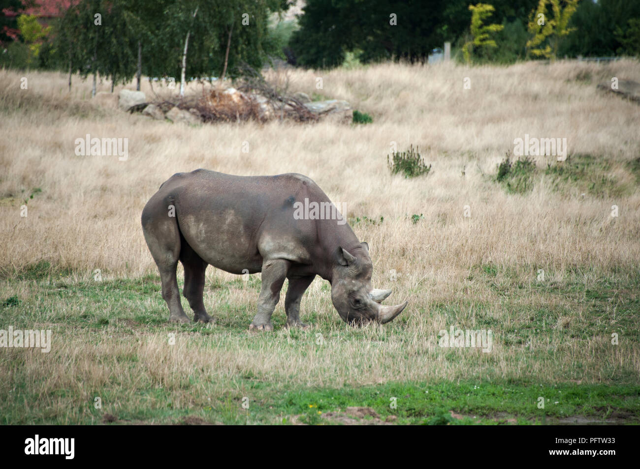 Un rhinocéros noir est en train de manger l'herbe fraîche au Yorkshire Wildlife Park, Doncaster, South Yorkshire est le foyer de centaines d'animaux. Banque D'Images
