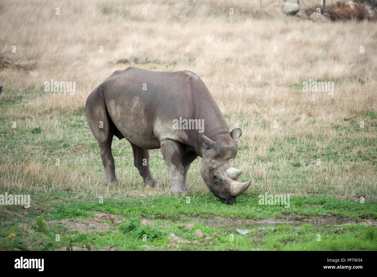 Un rhinocéros noir est en train de manger l'herbe fraîche au Yorkshire Wildlife Park, Doncaster, South Yorkshire est le foyer de centaines d'animaux. Banque D'Images