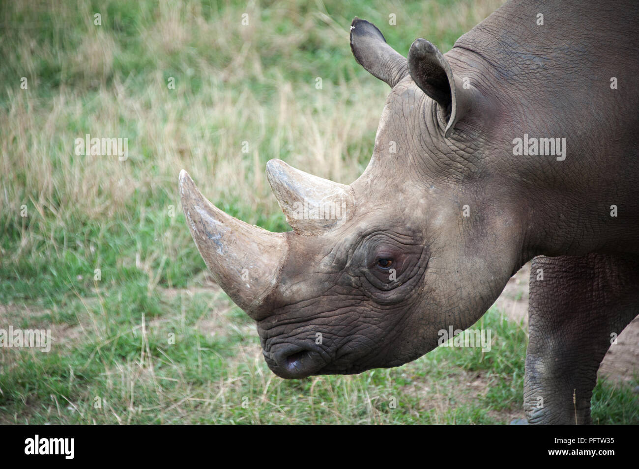 Le gros plan de la tête d'un rhinocéros noir au Yorkshire Wildlife Park, Doncaster, South Yorkshire, UK Banque D'Images