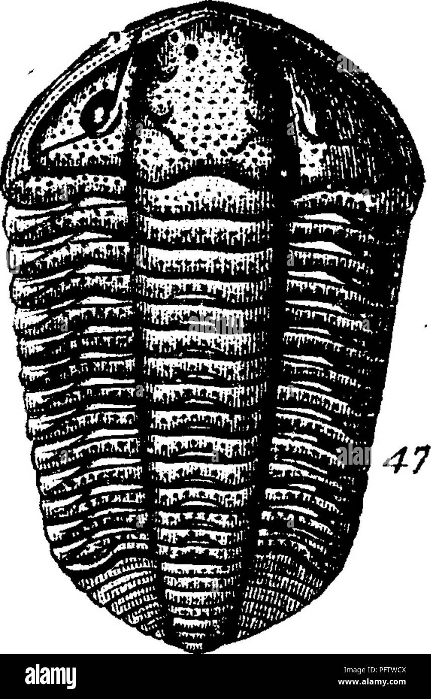 . Un dictionnaire des fossiles de la Pennsylvanie et les états voisins nommés dans les rapports et les catalogues de l'enquête ... La paléontologie. 109 GALt.. au-dessus de la séquence de formation de Trenton (marquée par sa caractéristique 6wn fossiles), sur fond d'Oalciferous Ohazy et strates de calcaire de plusieurs milliers de pieds d'épaisseur. Il est donc impossible de considérer ces trilobites comme appartenant à la cam- brian système.-IIG^ néant). Calymene blumenbachii. Rogers, page 822 ; parfois dans la formation de Clinton, avec G. clintoni ; plus souvent dans la formation de Niagara. Figure 47 Prises de Davidson's chart of British trilob Banque D'Images