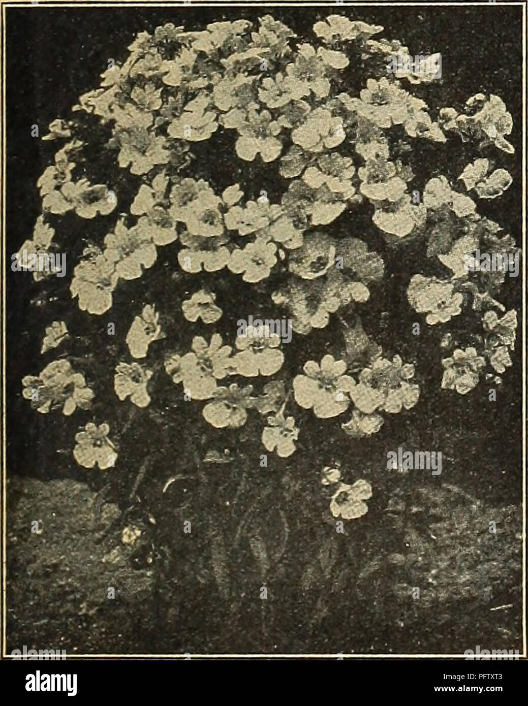 Korea Semences de Légumes Herb Seeds Tree Farm deoduk namul agriculture sont