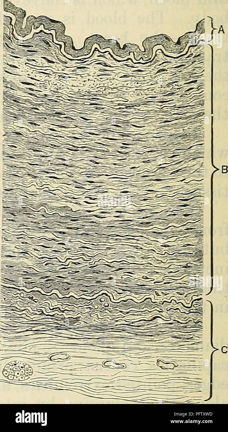 . Cunningham's Text-book de l'anatomie. L'anatomie. C B A2 -ia structure des vaisseaux sanguins (diagramme). A1-capillaire, avec de simples murs endothéliales. A2, les plus grands -capillaire avec gaine de tissu conjonctif, "l'adventice capillaris." B, artériole capillaire-montrant cellules musculaires de la couche moyenne, peu nombreux et dispersés. C'artère-musculaire, éléments de la tunica augmenter et former une couche continue, médias formant une couche continue. , ., , ,, , , -T- . tout en élastique jaune blanc ordinaire et les tissus conjonctifs sont ajoutés dans des proportions variables. Les murs des bâtiments devient donc plus complexe, et numero Banque D'Images
