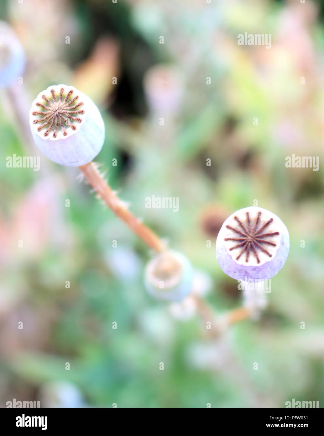 Close up of poppy seed head Banque D'Images