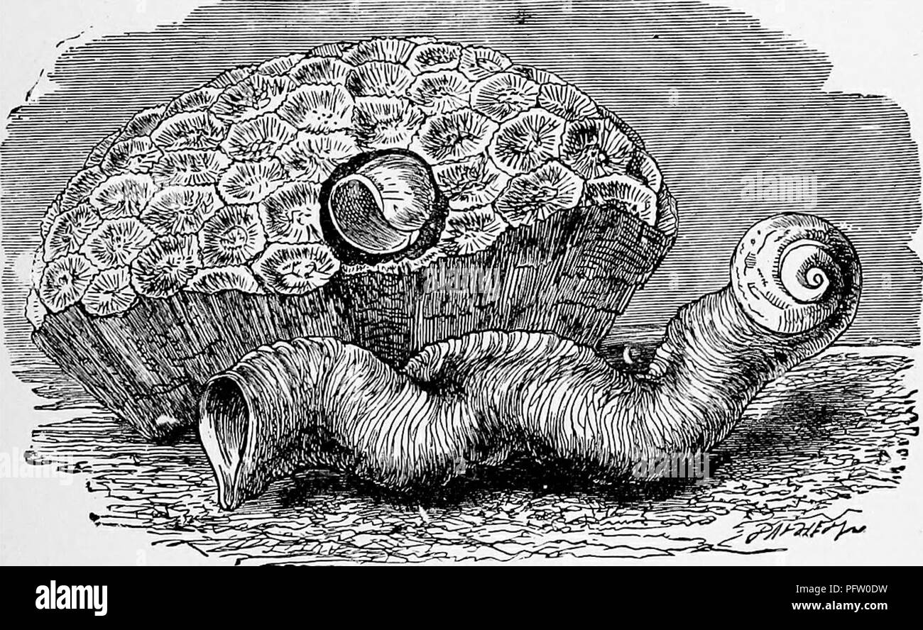 . L'histoire naturelle populaire . Zoologie. L'MAGILUS. 509 Lorsqu'il éclot, le jeune s'échapper dans la mer à travers un trou rond dans la capsule. Le ramonage : courbes, vaste enflure des lèvres, et le'ar des crêtes de l'autre genre d'obus ont gagné pour eux le populaire titre par lequel ils aie connu. Environ neuf ou dix espèces appartiennent à cette jolie genre, dont certaines sont rares et coûteux. L'Imperial harpe-shell, qui est représenté dans la gravure à la page 508, est encore une coquille ; mais dans les anciens jours, quand les installations de commerce ont été beaucoup moins qu'à l'heure actuelle, il ne peut être acheté à un Banque D'Images
