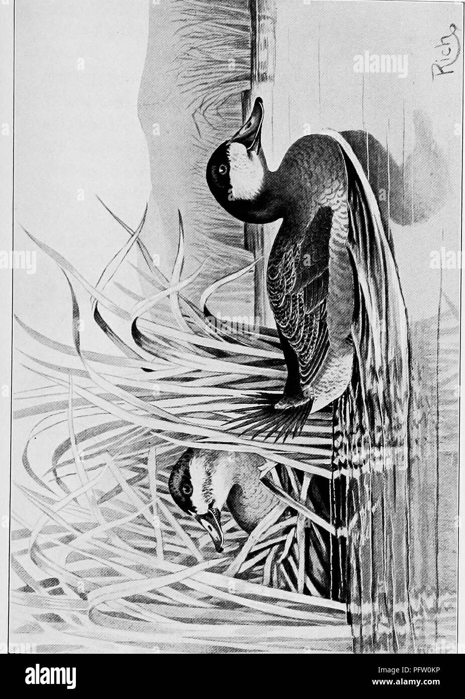 . À PLUMES du nord-est. Jeu et jeu-oiseaux. u D Q &gt ;- Q Q D ". Veuillez noter que ces images sont extraites de la page numérisée des images qui peuvent avoir été retouchées numériquement pour plus de lisibilité - coloration et l'aspect de ces illustrations ne peut pas parfaitement ressembler à l'œuvre originale.. Riche, Walter Herbert, 1866-. New York, T. Y. Crowell &AMP ; Co Banque D'Images
