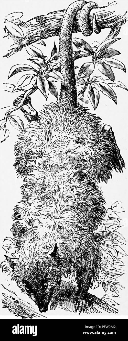 . L'histoire naturelle populaire . Zoologie. L'Opossum. 121 l'alimentation de l'Myrmecobius est supposé principalement composé de fourmis et simi- lar le régime, comme il est généralement trouvé dans les localités où les fourmis'plus abondent. Pour ce genre de nourriture il est bien monté par sa longue langue, qui est presque,aussi épais qu'un crayon noir commun, et il est capable d'une certaine distance de la saillie. Dans l'accouchement d'un spécimen du Myrmecobius était habitué à se nourrir de bran imong d'autres sous-positions. Il est connu qu'à l'état sauvage il mange du foin, ainsi que la " manne " qui exsude des branches o Banque D'Images