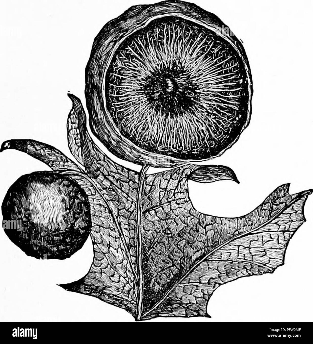 . Manuel d'étude de la nature pour les enseignants et les parents, en fonction de la nature de l'étude de Cornell de dépliants. L'étude de la nature. L'étude des insectes 361. Oak apple, montrant la larve de la vésicule insecte. Martin d'entretien. Nous pouvons prendre l'histoire de la common oak apple, comme exemple. Un peu, à quatre ailes, fly-comme créature pond ses œufs, au début de la saison, sur la feuille de l'chêne écarlate. Dès que la larve éclot, il commence à manger dans le fond de l'une des nervures des feuilles. Comme il mange, il se décharge à travers sa bouche dans les tissus de la feuille, une substance qui est sécrétée par les glandes sudoripares dans son corps. Imméd Banque D'Images