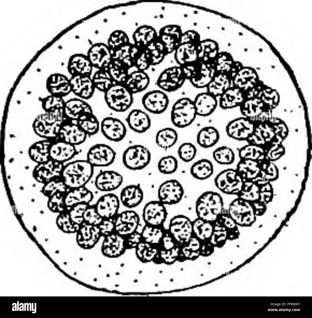 . La biologie d'eau douce. Biologie des eaux douces. 8 (3, 11) division cellulaire en deux plans 9 9 (10) Les cellules sphériques ou oblongs, télévision, formant des colonies en forme de plaques. Algues Merismopedia Meyen. Généralement les cellules adhérant en groupes de quatre, et disposées en rangées reg- ular pour former une plaque rectangulaire,-comme colonie. Dans le plancton, dans les étangs et les lacs. Fig. 35. Algues Merismopedia elegans A. Braun. X 450. (Après l'Ouest.) Les cellules plates, dans les grandes lignes, quadrangulaire, solitaire ou formant de petites colonies. Tetrapedia Reinsch. Ceu avec membrane fine ; solitaires ou united en télévision colonies de 2 à 16 cellules. Division cellulaire dans les trois plans. 12 Cel Banque D'Images