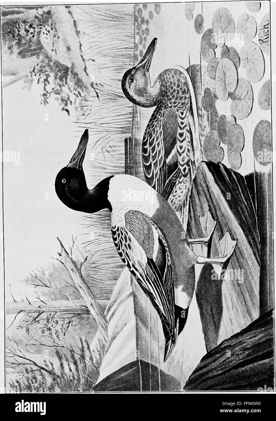 . À PLUMES du nord-est. Jeu et jeu-oiseaux. comme pj -j w &gt ; o x C/3. Veuillez noter que ces images sont extraites de la page numérisée des images qui peuvent avoir été retouchées numériquement pour plus de lisibilité - coloration et l'aspect de ces illustrations ne peut pas parfaitement ressembler à l'œuvre originale.. Riche, Walter Herbert, 1866-. New York, T. Y. Crowell &AMP ; Co Banque D'Images