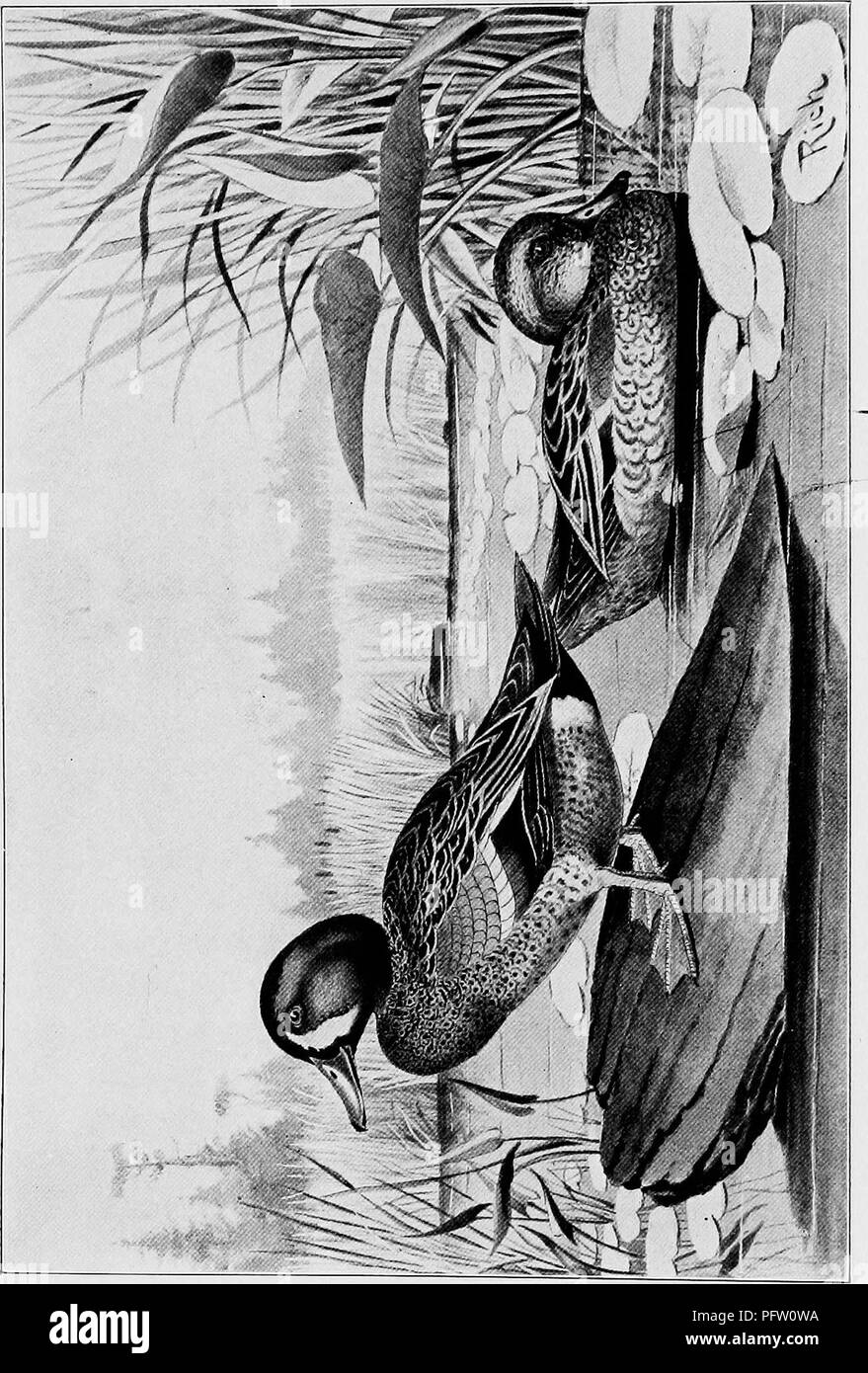 . À PLUMES du nord-est. Jeu et jeu-oiseaux. &Lt ; UJ H O U O Z UJ D J OD. Veuillez noter que ces images sont extraites de la page numérisée des images qui peuvent avoir été retouchées numériquement pour plus de lisibilité - coloration et l'aspect de ces illustrations ne peut pas parfaitement ressembler à l'œuvre originale.. Riche, Walter Herbert, 1866-. New York, T. Y. Crowell &AMP ; Co Banque D'Images