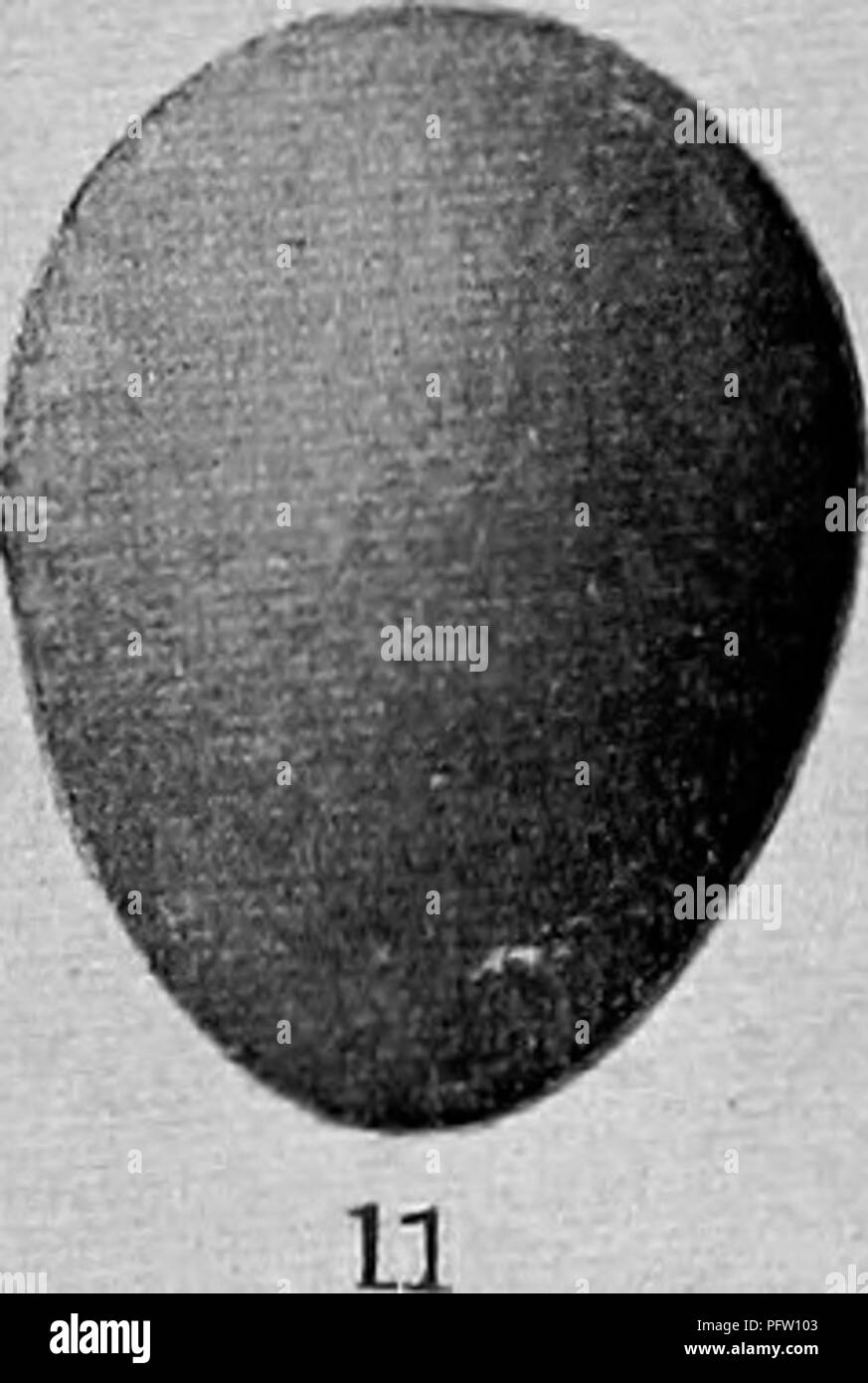 Ce livre décrit les nids, les œufs et les habitudes de reproduction des oiseaux terrestres dans l'est des États-Unis. Il offre des conseils sur l'élevage et la photographie de jeunes oiseaux, en mettant l'accent sur l'encouragement des efforts de conservation et la compréhension de la reproduction aviaire. Banque D'Images