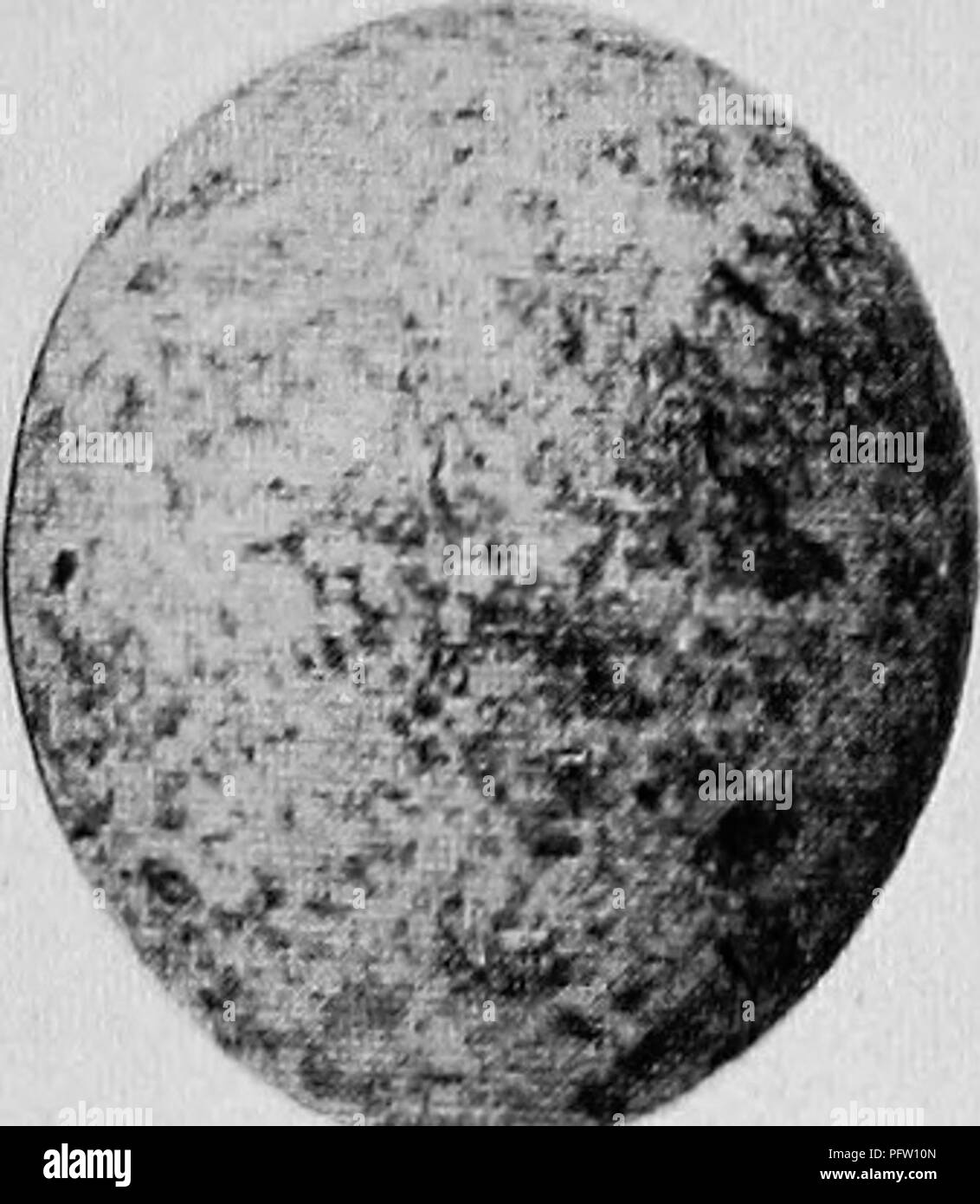 Ce travail de A. Radclyffe Dugmore explore les comportements de nidification, de ponte et de reproduction des oiseaux terrestres dans l'est des États-Unis. Il comprend des conseils détaillés sur la façon de prendre soin des jeunes oiseaux et de les capturer grâce à la photographie. Banque D'Images