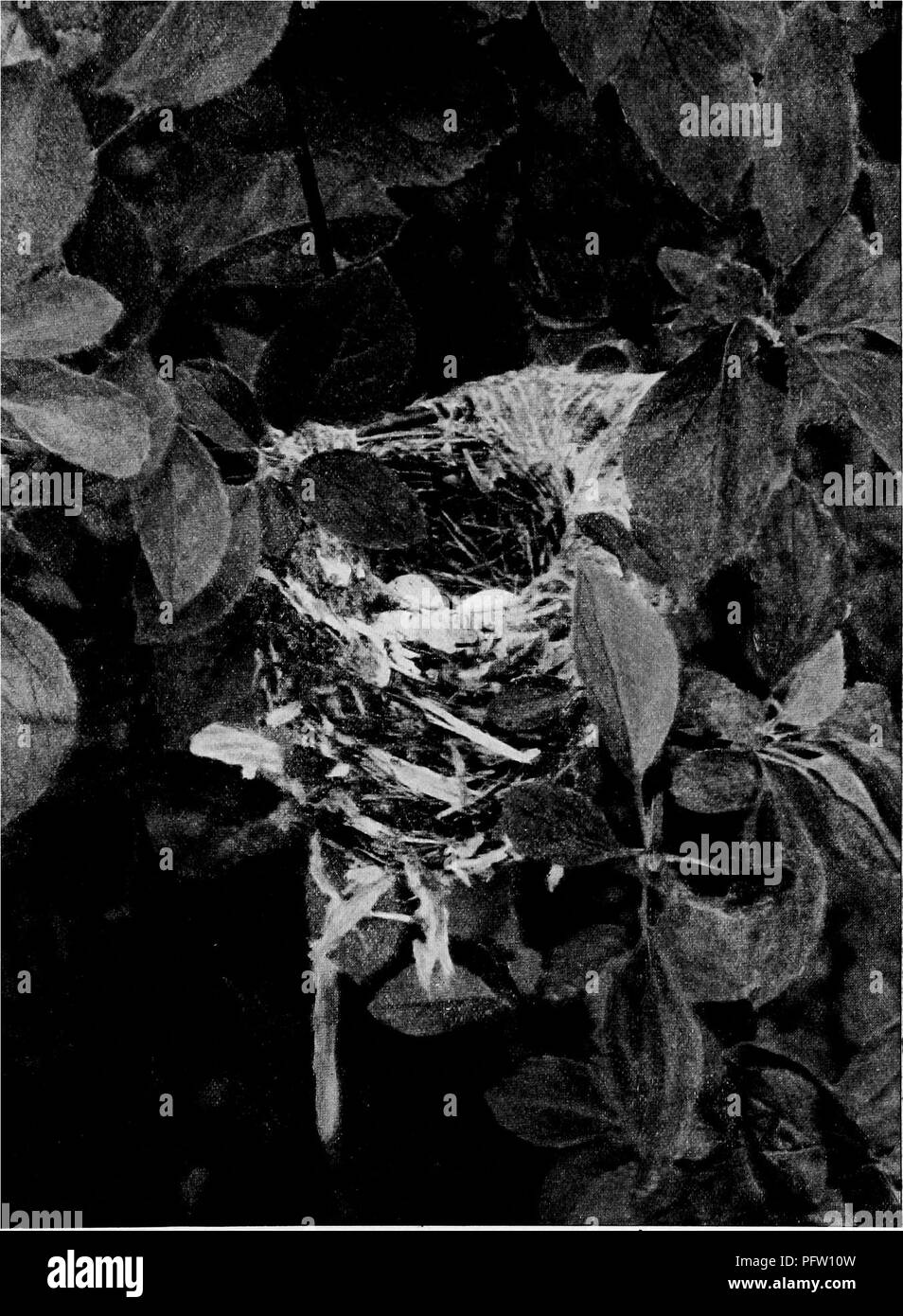 . Maisons d'oiseaux : les nids, les œufs et les habitudes de reproduction La reproduction des oiseaux terrestres à l'Est des États-Unis, avec des notes sur l'élevage et la photographie de jeunes oiseaux . Les oiseaux ; les oiseaux. Nid de la pendaison Viréo aux yeux blancs.. Veuillez noter que ces images sont extraites de la page numérisée des images qui peuvent avoir été retouchées numériquement pour plus de lisibilité - coloration et l'aspect de ces illustrations ne peut pas parfaitement ressembler à l'œuvre originale.. Radclyffe Dugmore A., (1870), Arthur Radclyffe-. New York : Doubleday &AMP ; McClure Banque D'Images