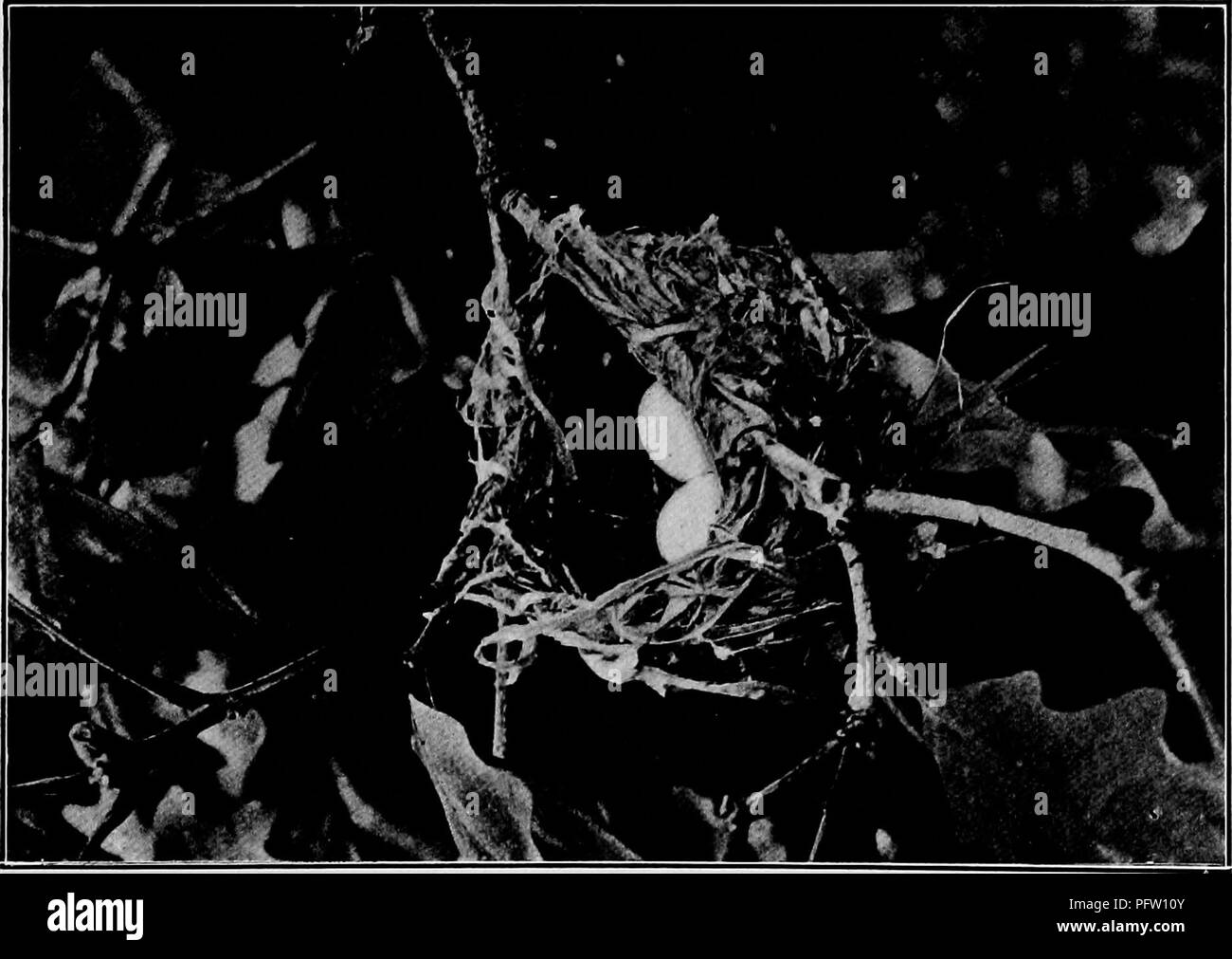 . Maisons d'oiseaux : les nids, les œufs et les habitudes de reproduction La reproduction des oiseaux terrestres à l'Est des États-Unis, avec des notes sur l'élevage et la photographie de jeunes oiseaux . Les oiseaux ; les oiseaux. .Â "7iA^ ^-*-â â ', '^ &gt ;.- :-W ' 1 i 1 ^^M^^^S^^* AC V â --â '^â â *w ^-^ j. Veuillez noter que ces images sont extraites de la page numérisée des images qui peuvent avoir été retouchées numériquement pour plus de lisibilité - coloration et l'aspect de ces illustrations ne peut pas parfaitement ressembler à l'œuvre originale.. Radclyffe Dugmore A., (1870), Arthur Radclyffe-. New York : Doubleday &AMP ; McClure Banque D'Images
