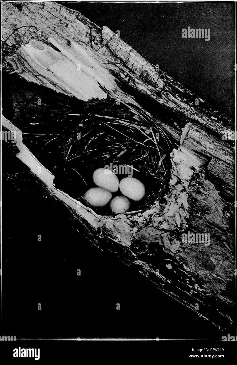 . Maisons d'oiseaux : les nids, les œufs et les habitudes de reproduction La reproduction des oiseaux terrestres à l'Est des États-Unis, avec des notes sur l'élevage et la photographie de jeunes oiseaux . Les oiseaux ; les oiseaux. Nid et oeufs de BLUEBIRD DANS LA BRANCHE D'UN POMMIER Un openine a été faite de façon à ce que le nid peut être vu. Veuillez noter que ces images sont extraites de la page numérisée des images qui peuvent avoir été retouchées numériquement pour plus de lisibilité - coloration et l'aspect de ces illustrations ne peut pas parfaitement ressembler à l'œuvre originale.. Radclyffe Dugmore A., (1870), Arthur Radclyffe-. New York : Doubleday &AMP ; McClure Banque D'Images