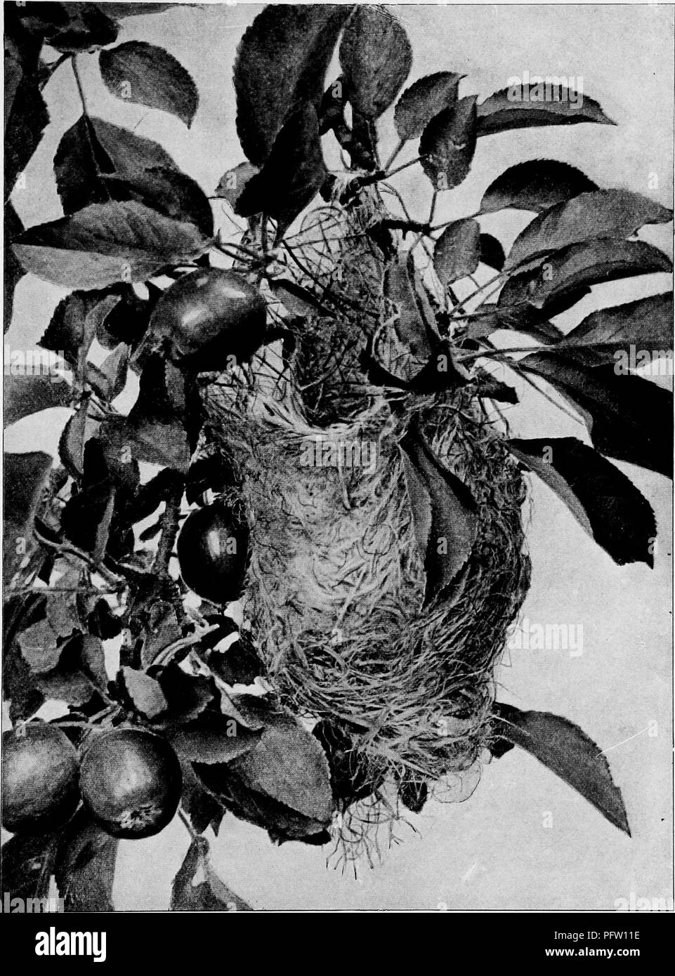 Ce travail se concentre sur les comportements de nidification et de reproduction des oiseaux terrestres dans l'est des États-Unis, en mettant particulièrement l'accent sur les nids, les œufs et l'élevage de jeunes oiseaux. Banque D'Images