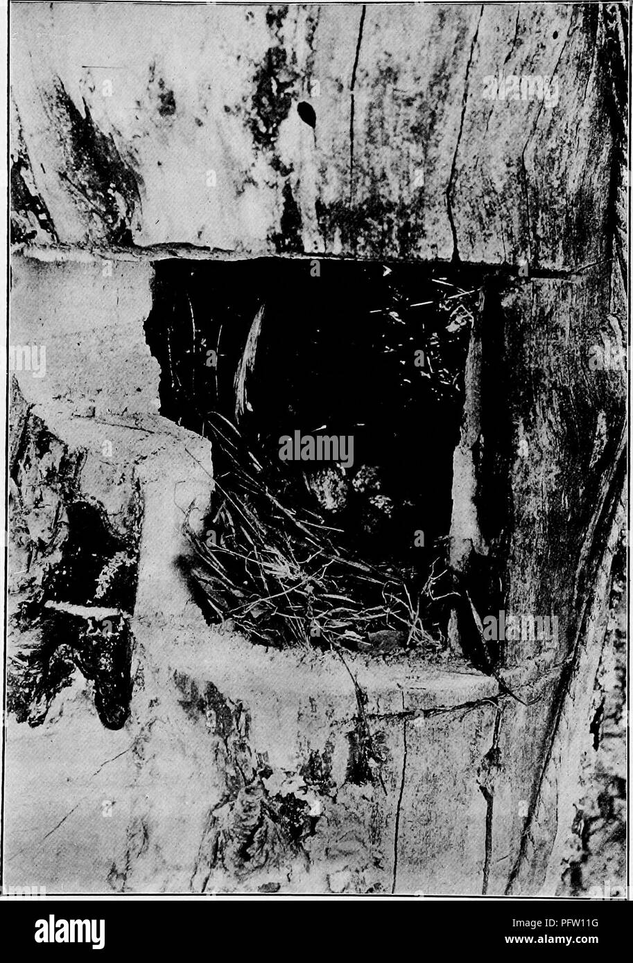 Cette illustration de *Bird Homes* montre le nid et les œufs du Flycatcher à crête, avec la structure du nid ouverte pour une vue détaillée. L'image met l'accent sur les habitudes de nidification et les caractéristiques des œufs de cette espèce d'oiseau dans l'est des États-Unis. Banque D'Images