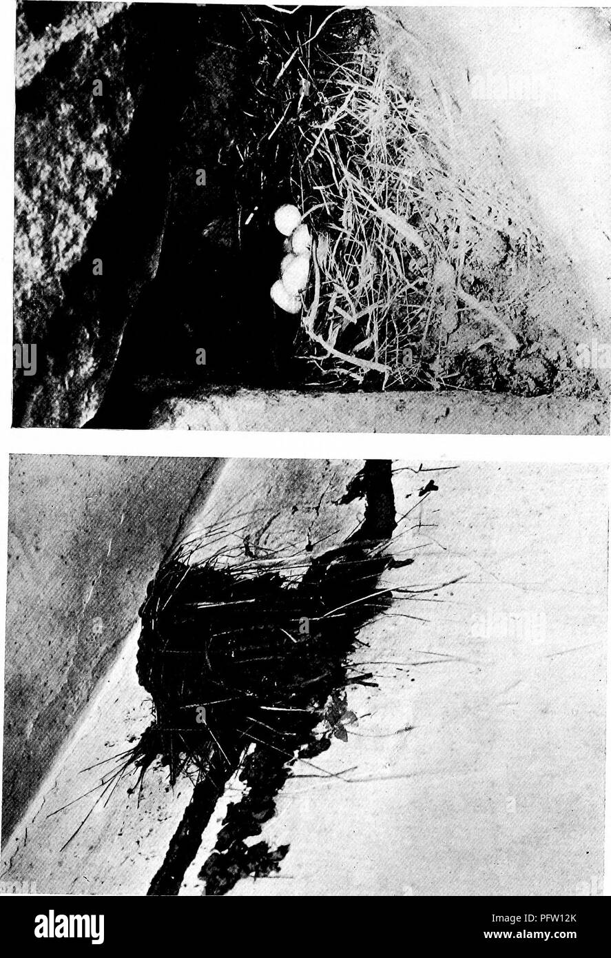 . Maisons d'oiseaux : les nids, les œufs et les habitudes de reproduction La reproduction des oiseaux terrestres à l'Est des États-Unis, avec des notes sur l'élevage et la photographie de jeunes oiseaux . Les oiseaux ; les oiseaux. Q o o o mauvais. Veuillez noter que ces images sont extraites de la page numérisée des images qui peuvent avoir été retouchées numériquement pour plus de lisibilité - coloration et l'aspect de ces illustrations ne peut pas parfaitement ressembler à l'œuvre originale.. Radclyffe Dugmore A., (1870), Arthur Radclyffe-. New York : Doubleday &AMP ; McClure Banque D'Images