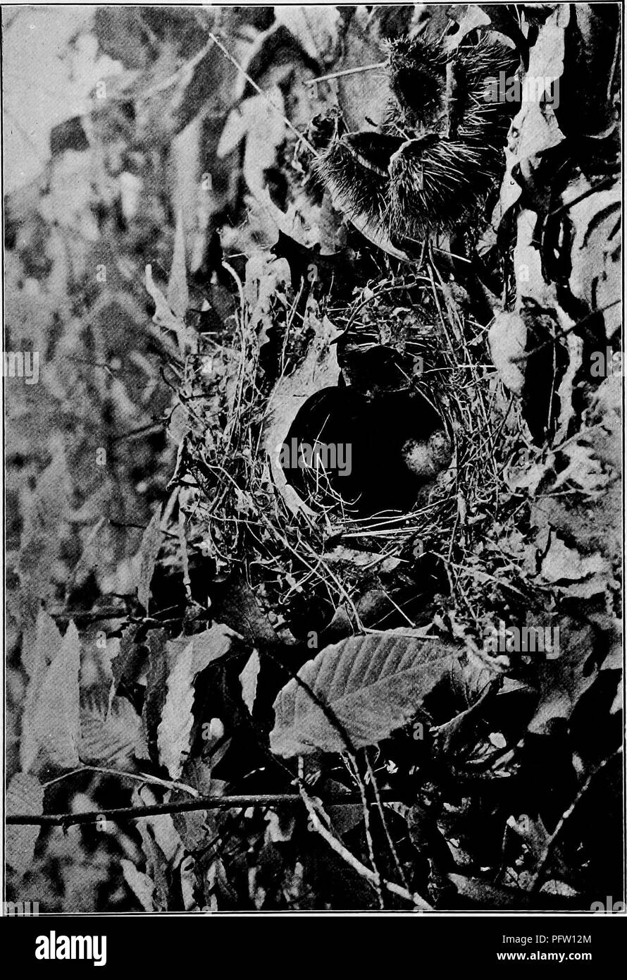 . Maisons d'oiseaux : les nids, les œufs et les habitudes de reproduction La reproduction des oiseaux terrestres à l'Est des États-Unis, avec des notes sur l'élevage et la photographie de jeunes oiseaux . Les oiseaux ; les oiseaux. . Veuillez noter que ces images sont extraites de la page numérisée des images qui peuvent avoir été retouchées numériquement pour plus de lisibilité - coloration et l'aspect de ces illustrations ne peut pas parfaitement ressembler à l'œuvre originale.. Radclyffe Dugmore A., (1870), Arthur Radclyffe-. New York : Doubleday &AMP ; McClure Banque D'Images