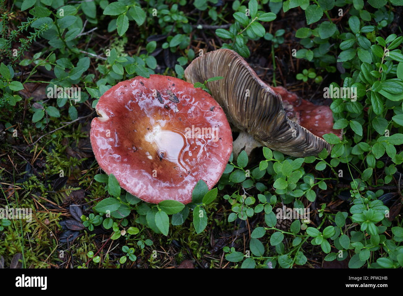 Deux champignons sauvages poussant dans la forêt la Laponie, Finlande Banque D'Images
