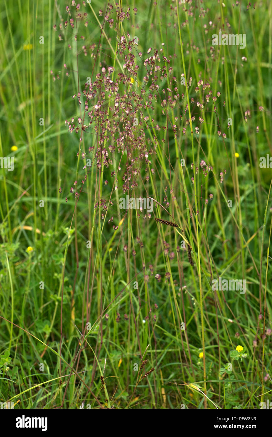 Quaking grass, Briza media, la floraison en bref downland, Berkshire, Angleterre, Royaume-Uni, juin Banque D'Images