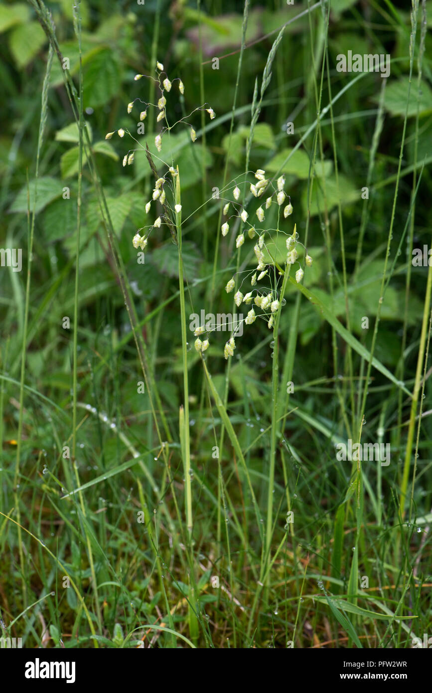 Quaking grass, Briza media, fermé des fleurs sur l'herbe dans les pâturages, court downland Berkshire, Angleterre, Royaume-Uni, mai Banque D'Images