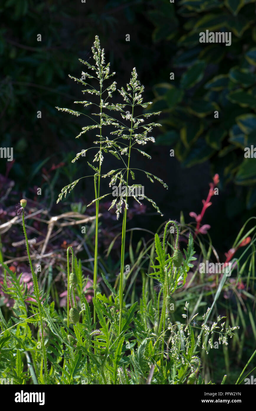 Smooth meadow-grass, Poa pratensis, la floraison des pointes, Berkshire, England, UK, Mai Banque D'Images