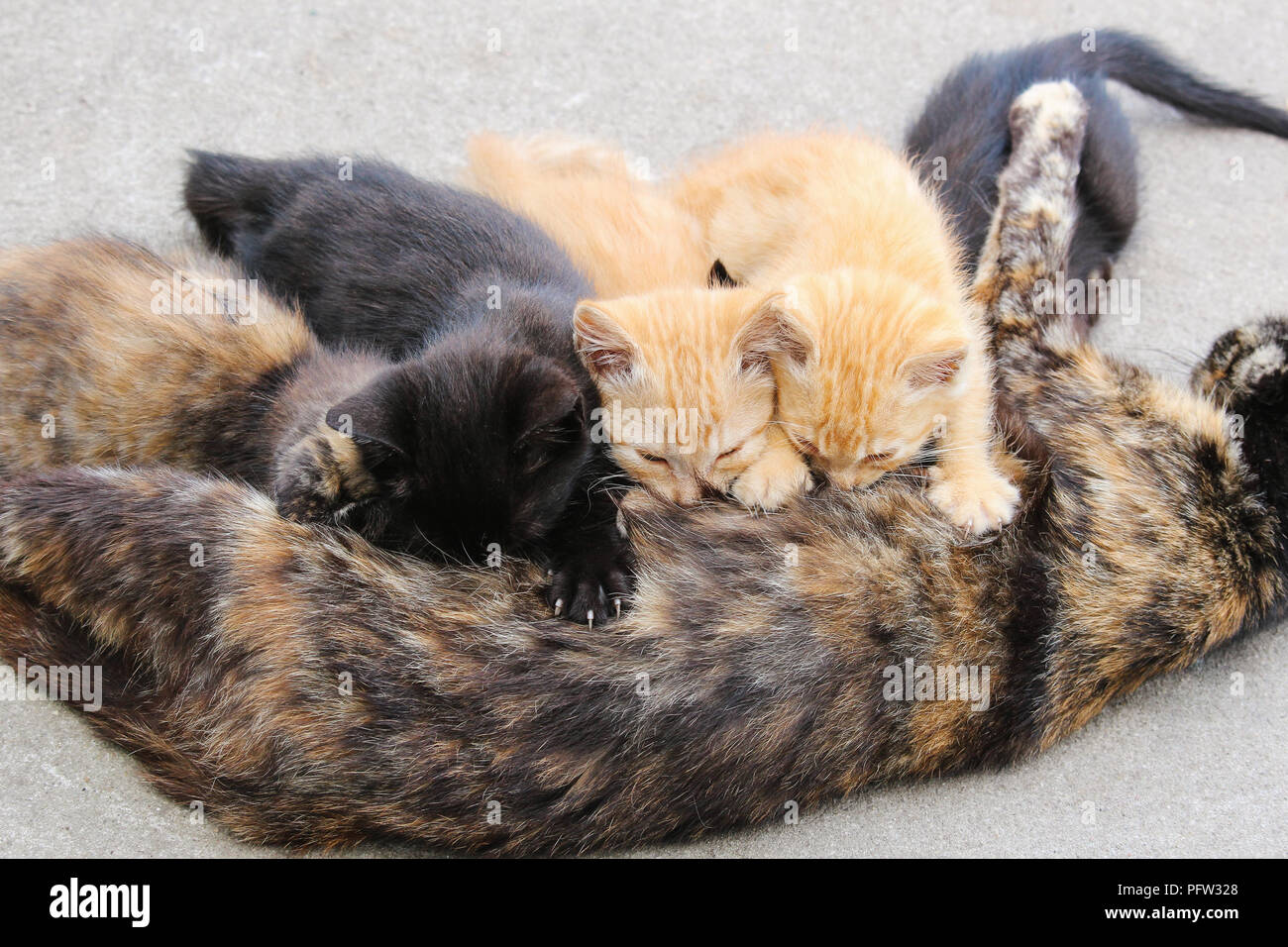 Photo Horizontale De L Ecaille De Maman Chat Jeunes Infirmiers Portee De Chatons Errants L Une Ecaille Chaton Deux Noirs Et Deux Chatons Tabby Orange Kitt Photo Stock Alamy