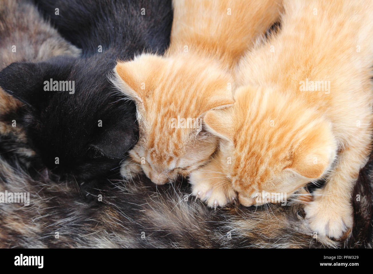 Photo Horizontale De Trois Jeunes Chatons Allaitement Maternel De Tortoishell Maman Chat Un Chaton Noir Et Deux Chatons Tabby Orange Photo Stock Alamy