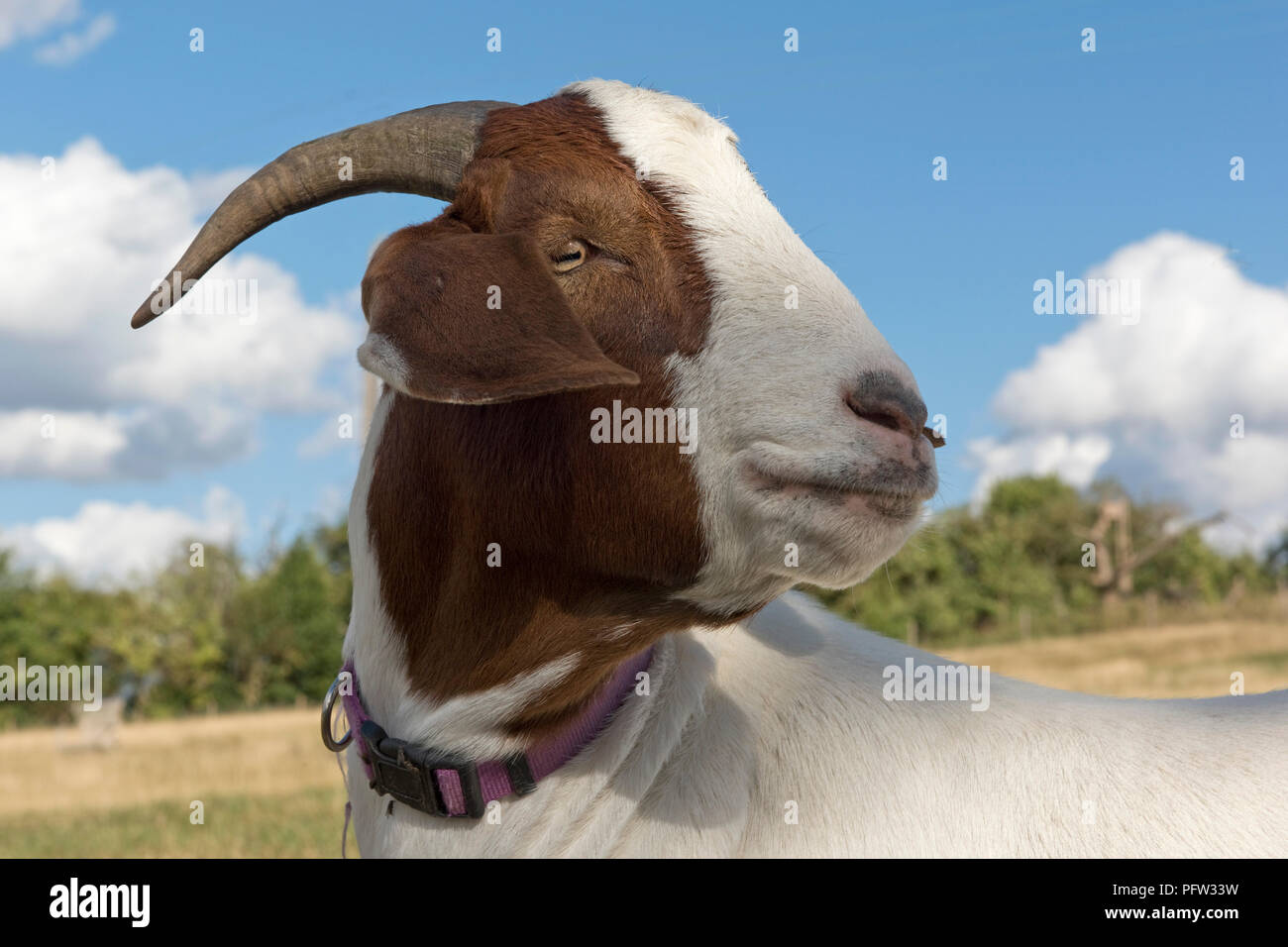 Chef d'un 'castré dit s' chèvre Boer animal avec un collier violet et bonne cornes, Berkshire, Août Banque D'Images