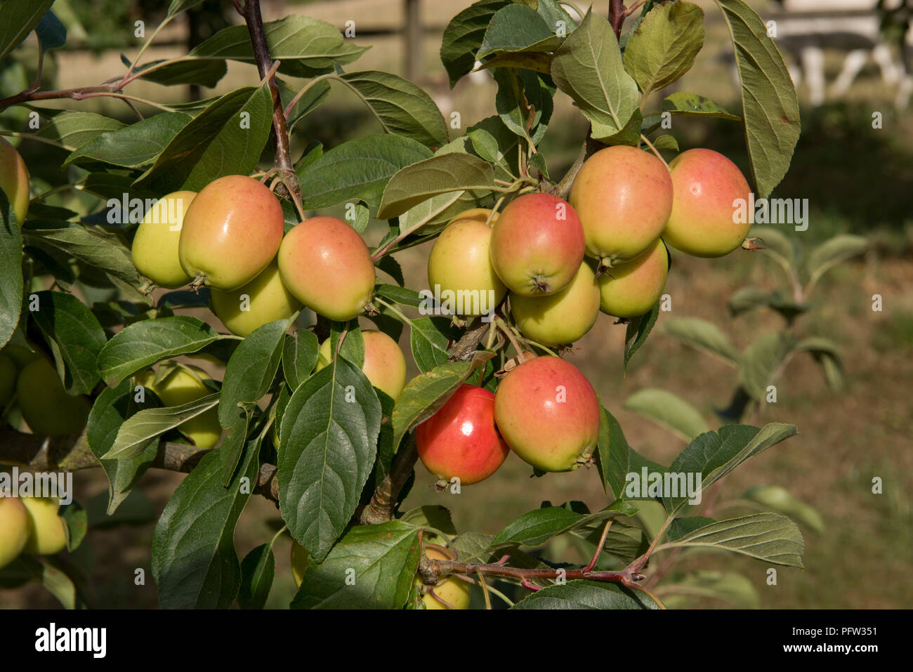 Pommier, Malus 'John Downie', avec du rouge, jaune-orange fruits ovoïdes sur l'arbre, Berkshire, Août Banque D'Images