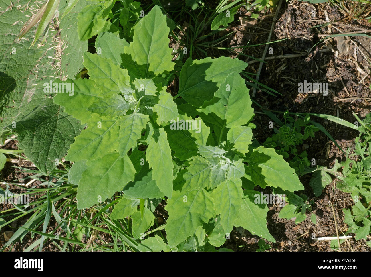 Fat hen ou amarante, Chenopodium album, les jeunes plantes avec les jeunes feuilles glauques, Berkshire, juin Banque D'Images