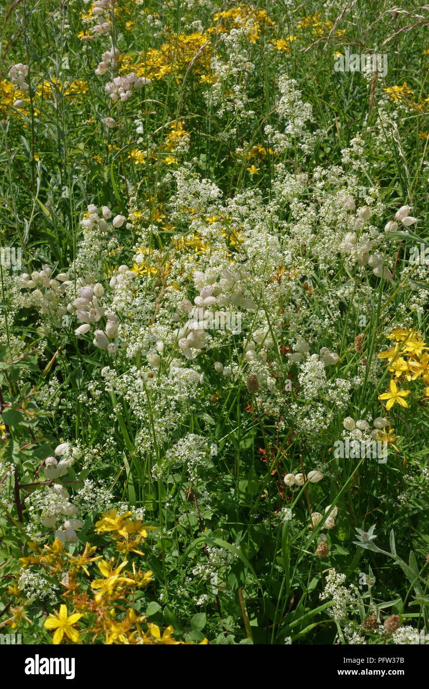 Le millepertuis, la silène, hedge le gaillet, la floraison en plein été sur la craie downland, Berkshire, juin Banque D'Images