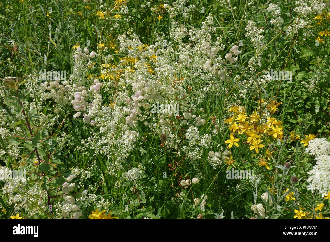 Le millepertuis, la silène, hedge le gaillet, la floraison en plein été sur la craie downland, Berkshire, juin Banque D'Images