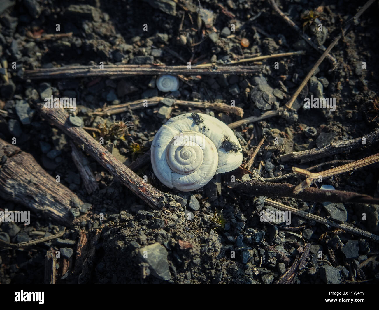 Vide blanc coquille d'escargot sur le terrain Banque D'Images