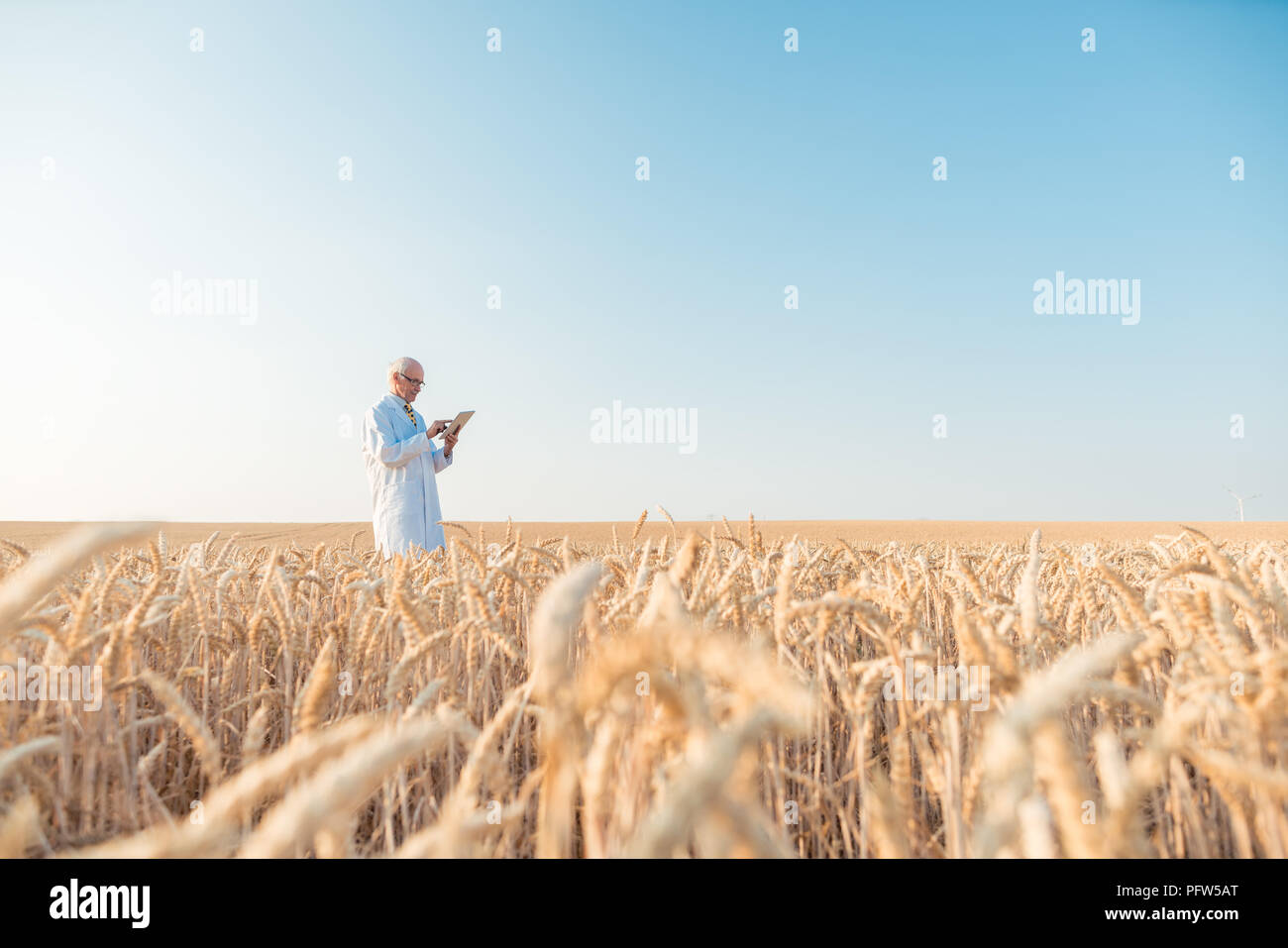 Faire de la recherche scientifique de l'agriculture dans le grain du champ d'essai trackin Banque D'Images